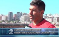 06 03 algas