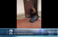 19 06 20 LOBOS EN EL PUERTO