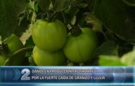 10 11 DAÑOS PRODUCCION FRUTIHORTICOLA