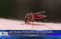 20 01 21 mosquitos