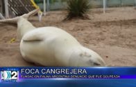20 -04 -2021 FUNDACIÓN FAUNA ARGENTINA.DENUNCIAN QUE UNA FOCA CANGREJERA  FUE GOLPEADA.
