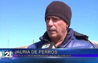 18 -11-2021 JAURIA DE PERROS MATO A DOS LOBOS MARINOS EN LA ESCOLLERA SUR.