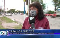 28 03 22 CABALLOS SUELTOS