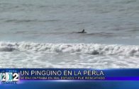 11 04 22 UN PINGUINO EN LA PERLA