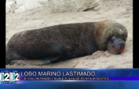 28-10 -2022  LOBO MARINO LASTIMADO FUE ENCONTRADO EN LAS PLAYAS DE PUNTA MOGOTES.