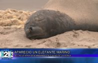 ELEFANTE MARINO