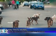 PROYECTO CONTRA EL MALTRATO ANIMAL