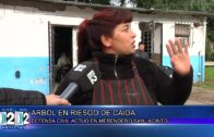 29 05 ARBOL EN RIESGO DE CAIDA